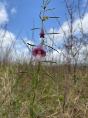 Pedaliaceae