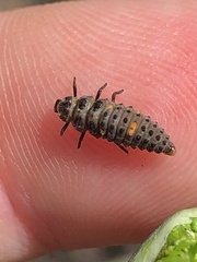 Adalia bipunctata