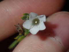 Orianthera spermacocea