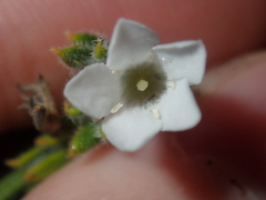 Orianthera spermacocea