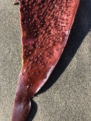 Chondracanthus