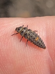 Adalia bipunctata
