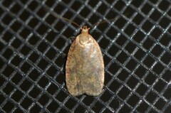 Agonopterix robiniella