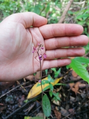 Desmodium incanum