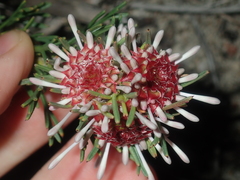Isopogon asper