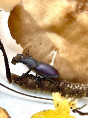 Lucanus mazama