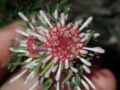 Isopogon asper