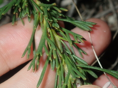 Isopogon asper