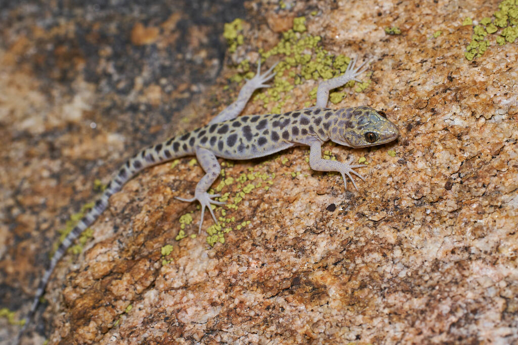 Granite Night Lizard