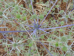Eryngium creticum