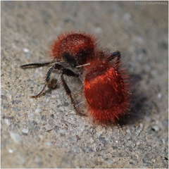 Sphaeropthalma unicolor