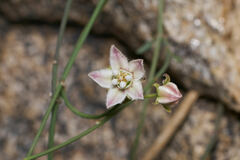 Funastrum
