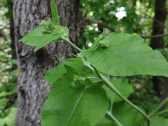 Arctium nemorosum
