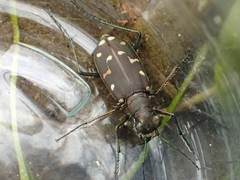 Cicindela oregona oregona
