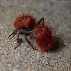 Sphaeropthalma unicolor