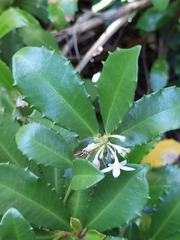Ardisia cornudentata