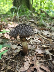 Strobilomyces