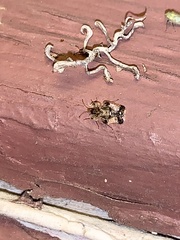 Tingidae