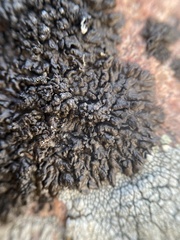 Montanelia tominii
