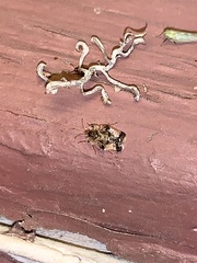 Tingidae