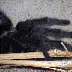 Aphonopelma