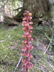 Pterospora andromedea