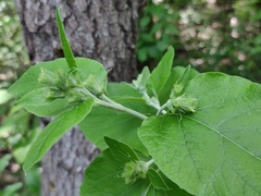 Arctium nemorosum