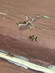 Tingidae