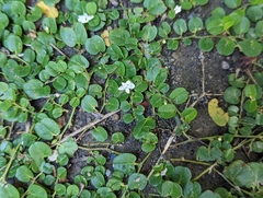 Evolvulus nummularius