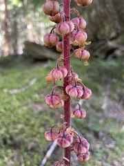 Pterospora andromedea