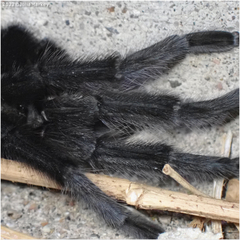 Aphonopelma
