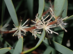 Proteaceae