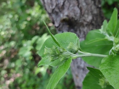 Arctium nemorosum