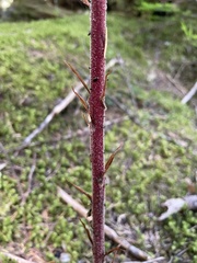 Pterospora andromedea