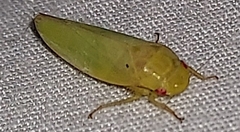 Gyponana