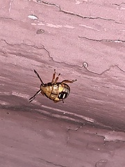 Podisus maculiventris
