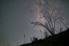 Fouquieria splendens splendens