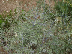 Eryngium creticum
