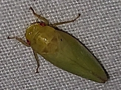 Gyponana