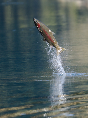 Rainbow Trout photo 5