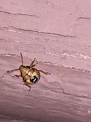 Podisus maculiventris