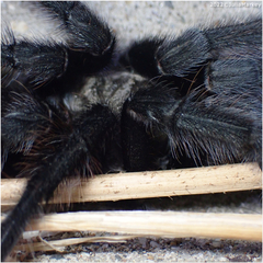 Aphonopelma
