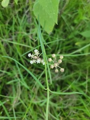 Asclepias