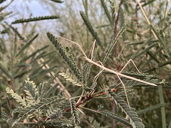 Parabacillus hesperus