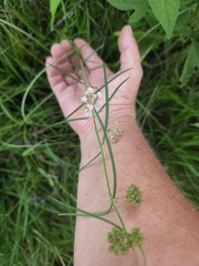 Asclepias
