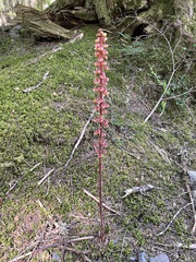 Pterospora andromedea