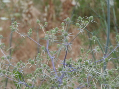 Eryngium creticum