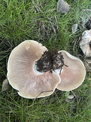 Russula