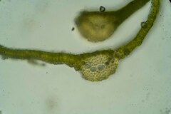 Tortella tortuosa