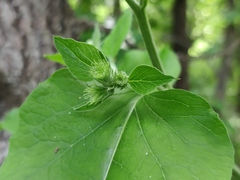 Arctium nemorosum